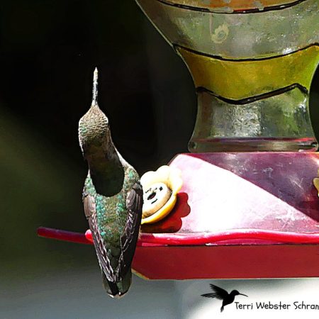 Hummer Straight Beak
