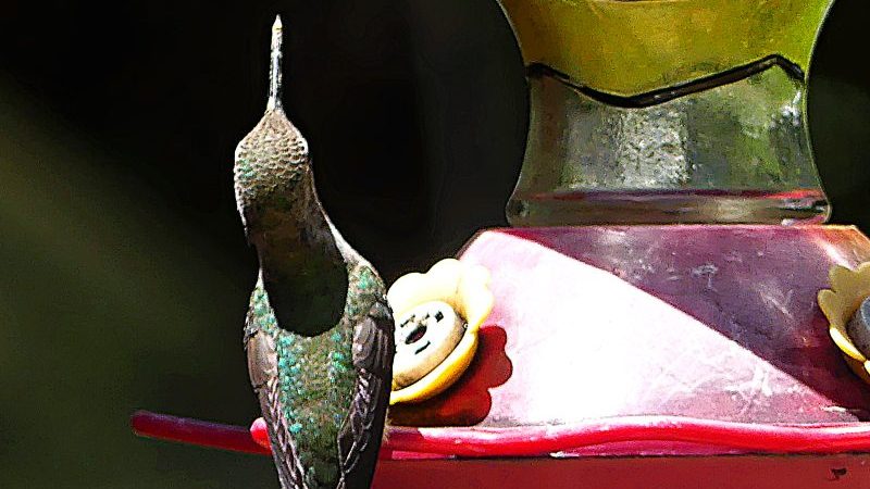 Hummer Straight Beak