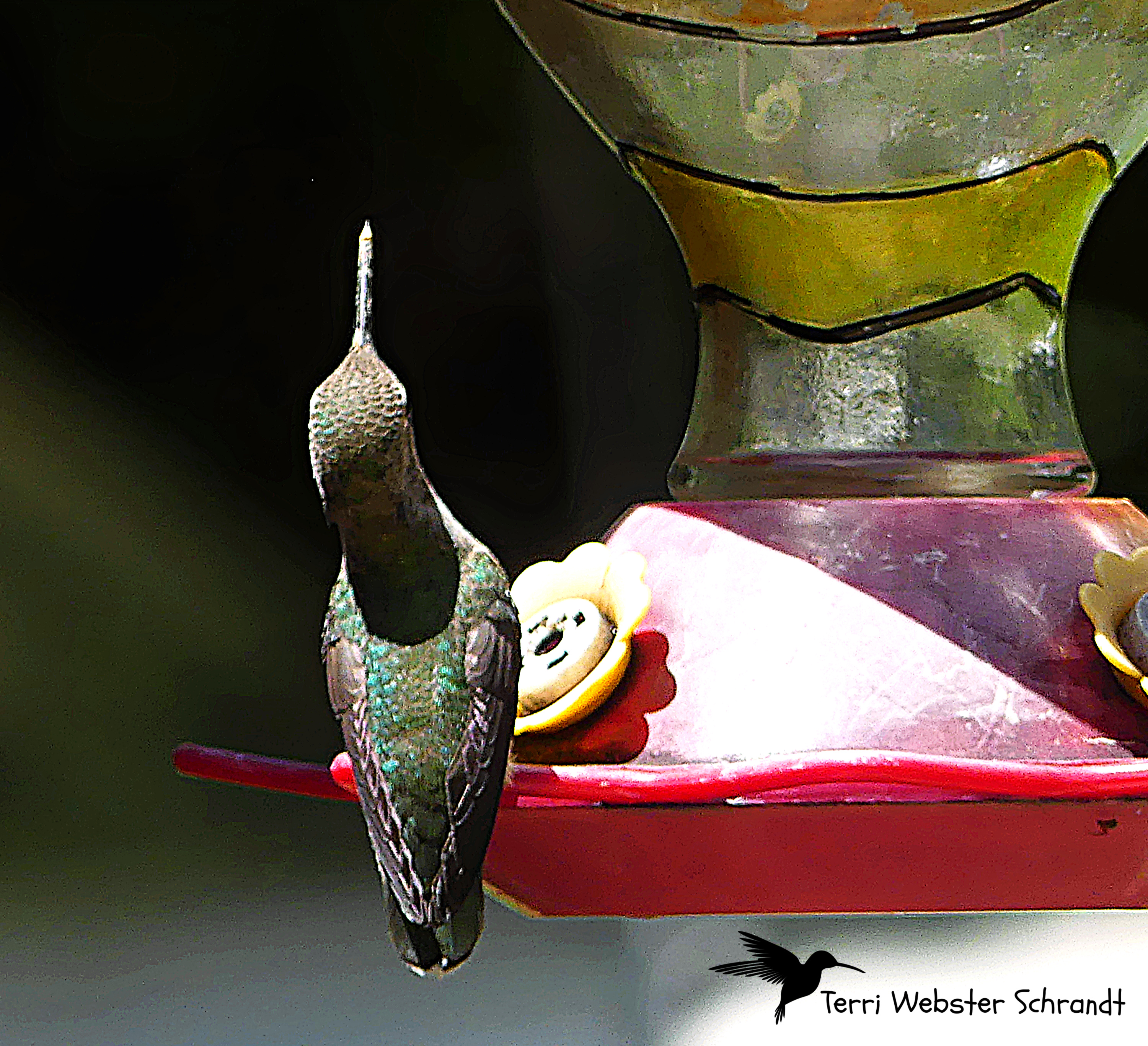 Hummer Straight Beak