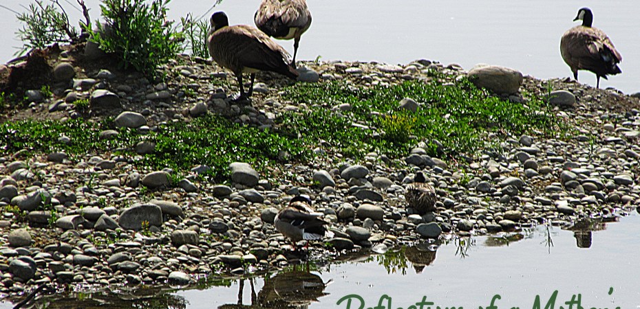 Sunday Stills duck banner