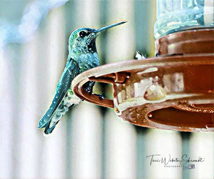 Post-edited hummingbird