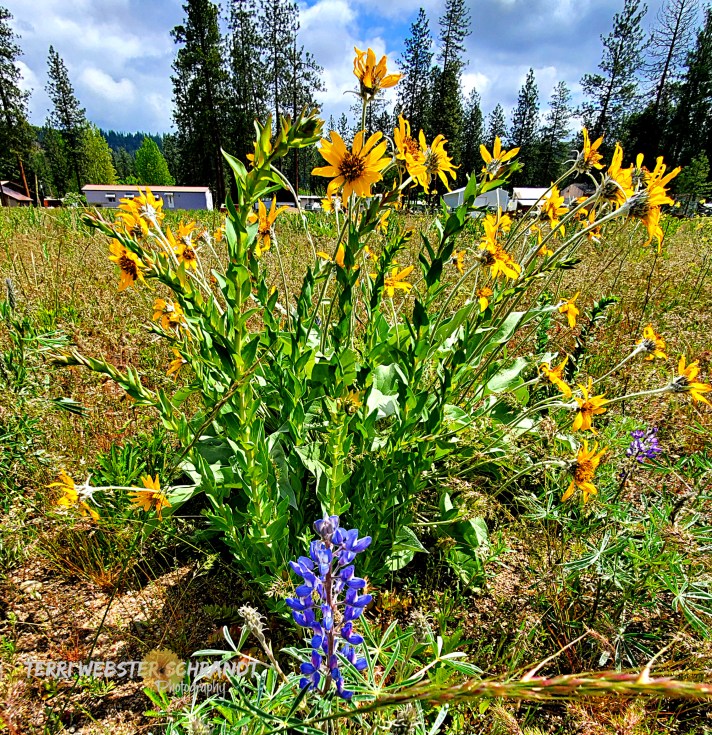 arrowleaf balsam root and lupine