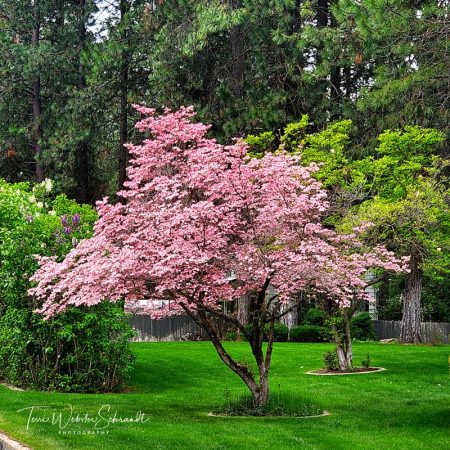 Dogwood Trees bloom in May