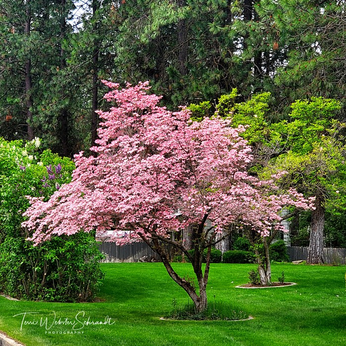 Dogwood Trees bloom in May