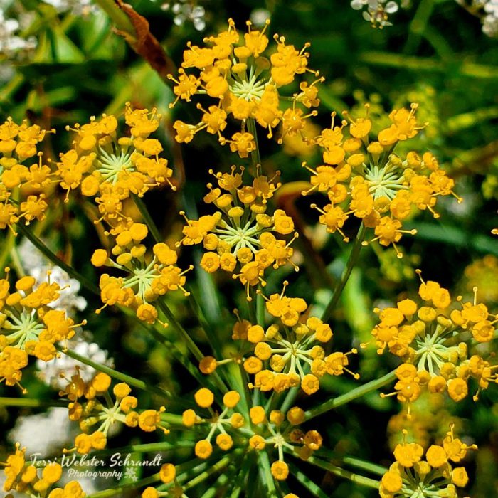 Delta Yellow Wildflowers