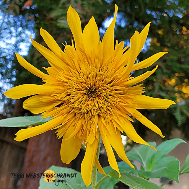 Teddy Bear Sunflower 2020