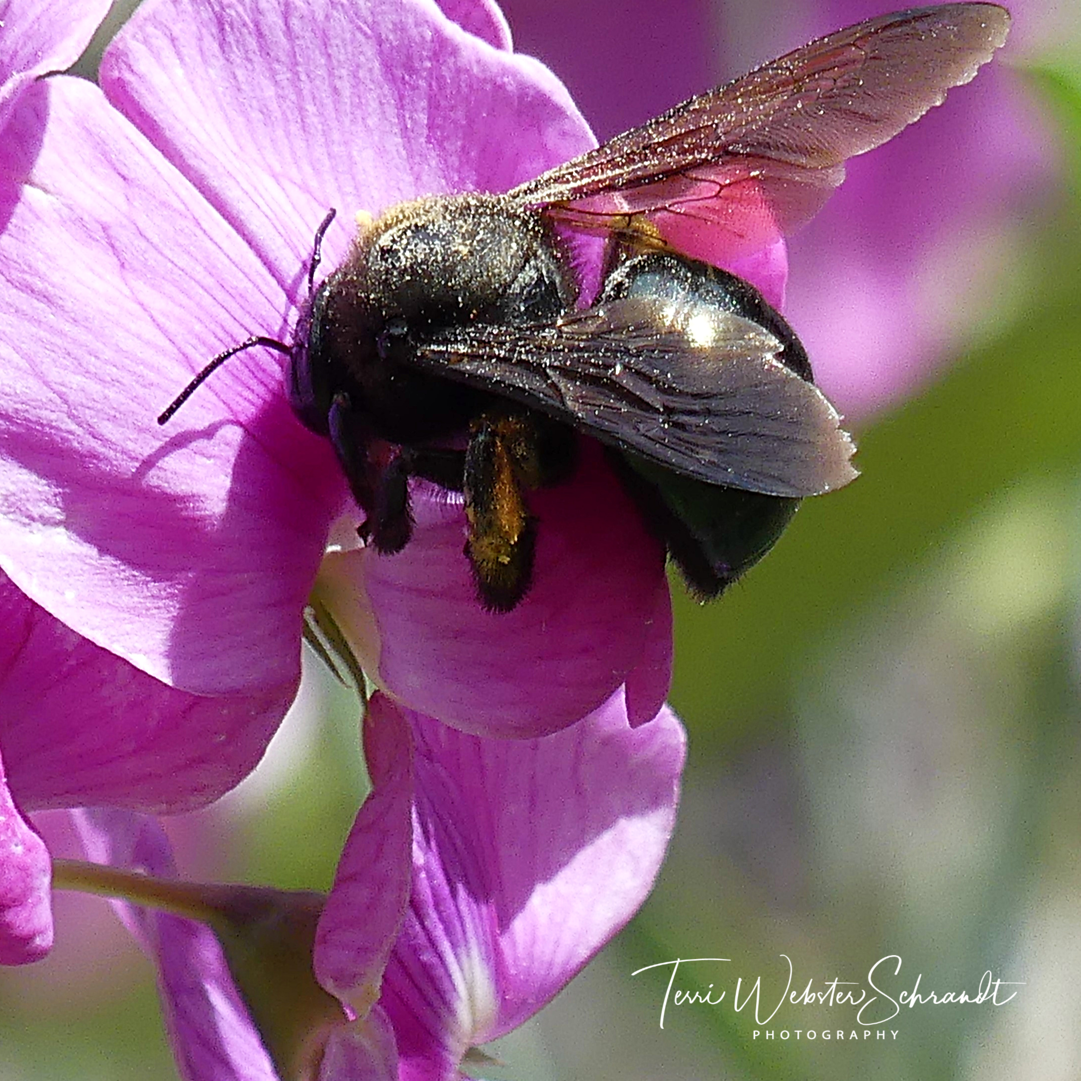 bumblebee on sweetpea