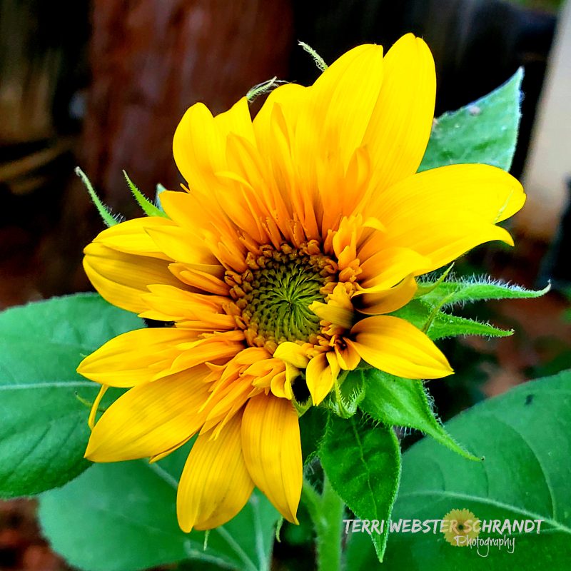 Sunday Stills: #Yellow Discoveries in the Golden&nbsp;State