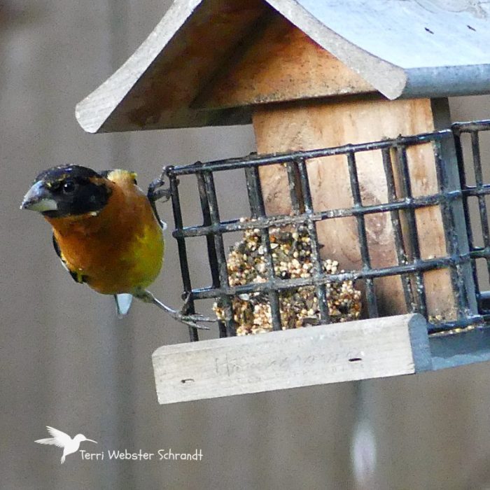 orange bird on feeder