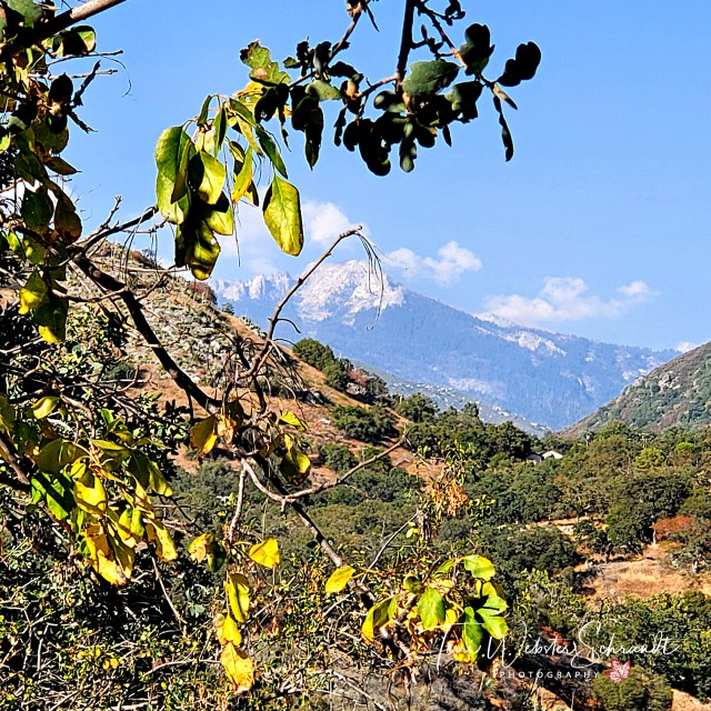 Yellow leaf vista of Sierra Range