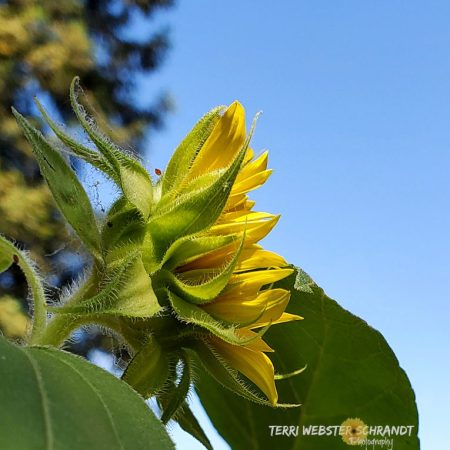 sunflower looks to the sky
