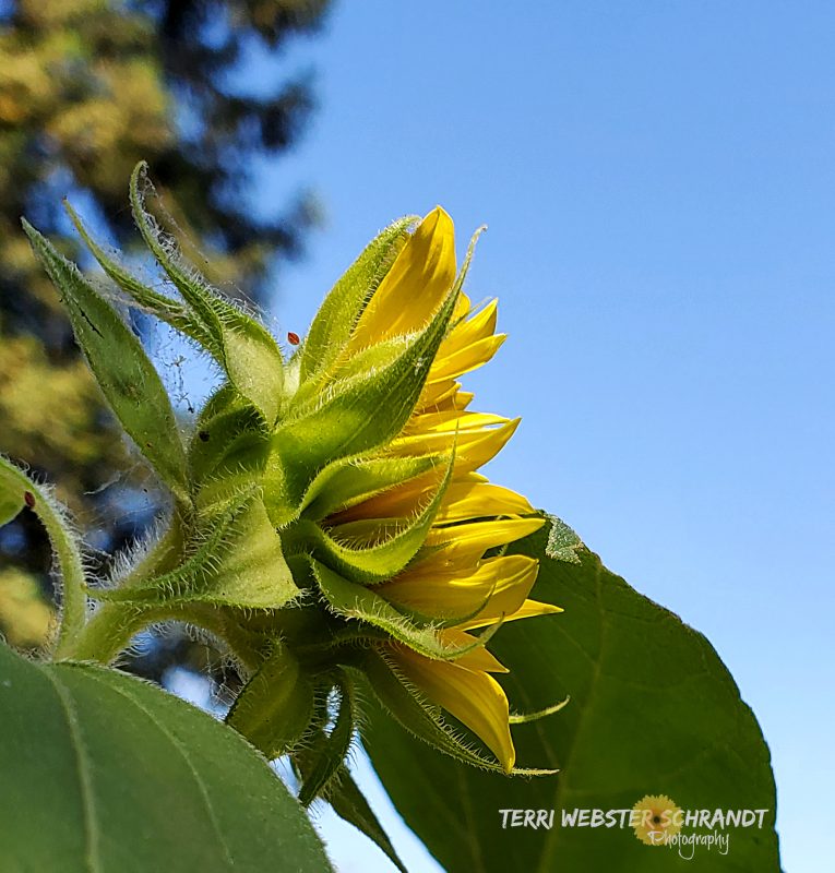 #WordlessWednesday: Advice from a&nbsp;Sunflower