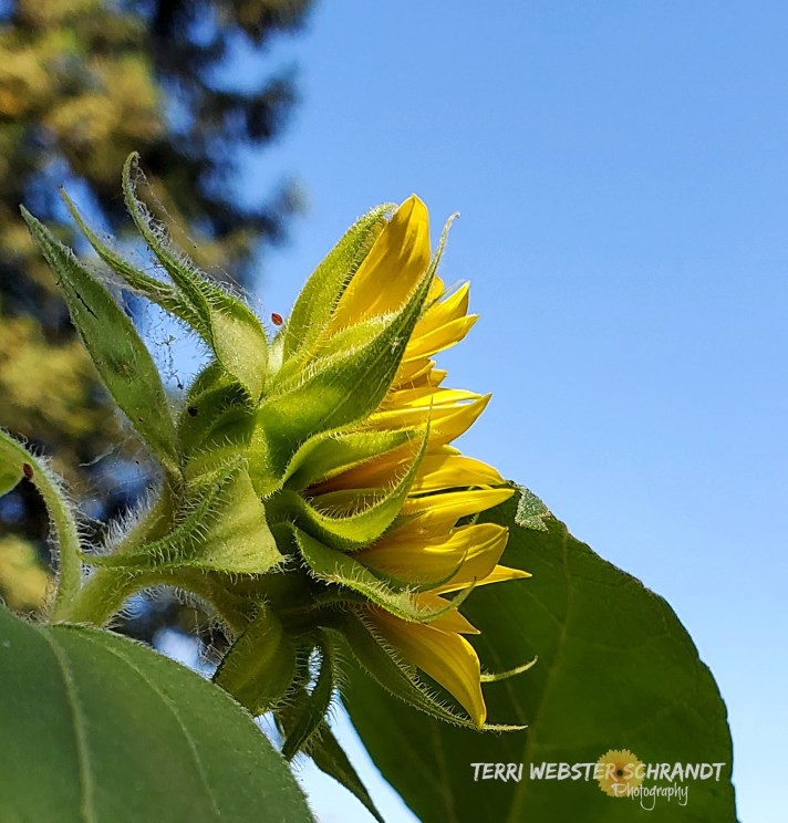 sunflower looks to the sky