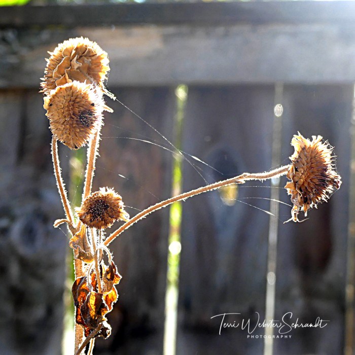 Dried and gone to seed