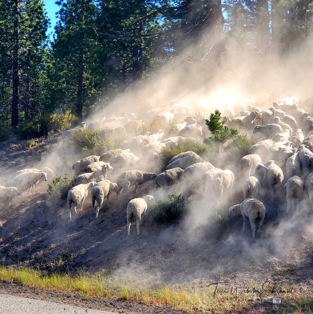 Sheep Crossing Dusty Highway