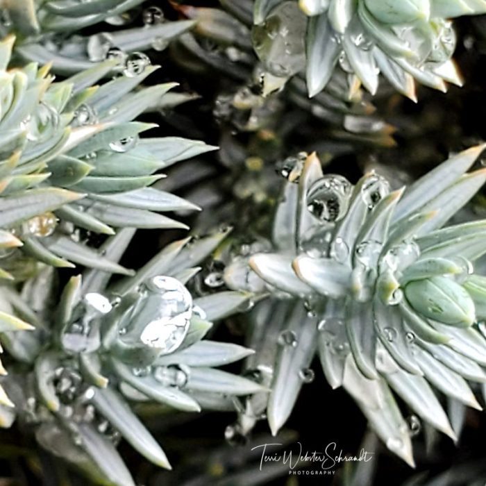 Evergreen with water drops