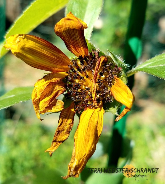 Drying sunflower