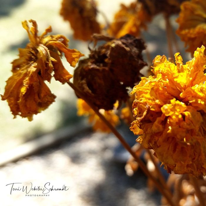 dry ochre marigolds