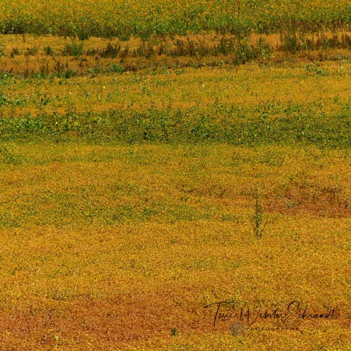 acres of saffron