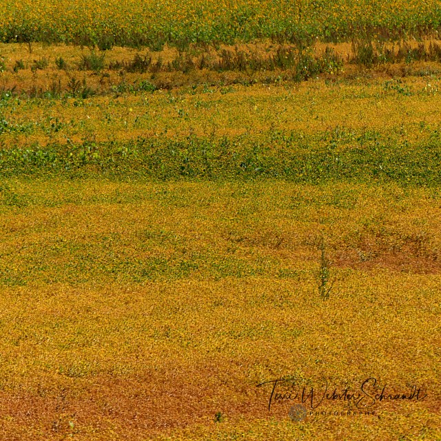 saffron field of ochre