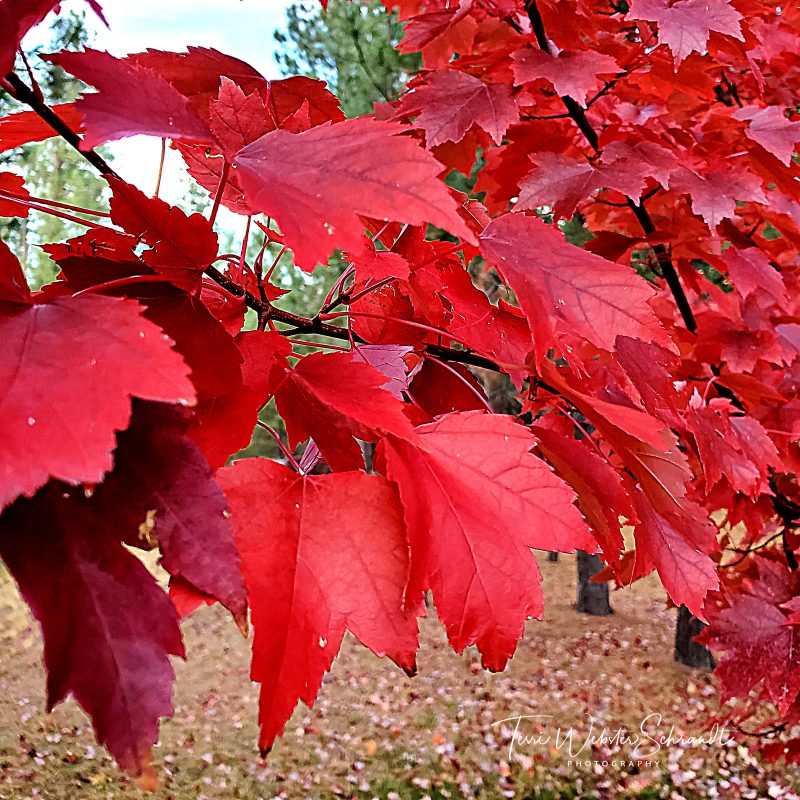 Wordless Wednesday: Forests for Every&nbsp;Season