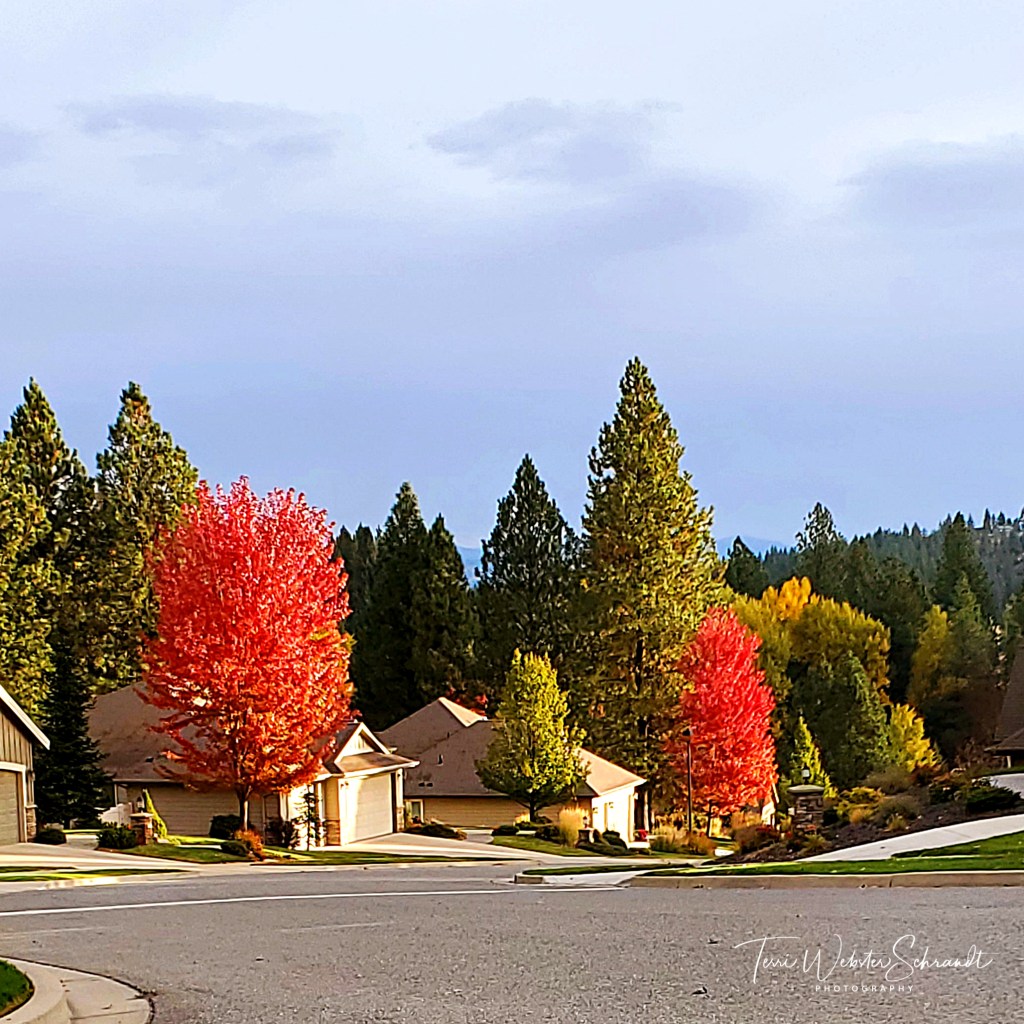 Glowing Auburn leaves