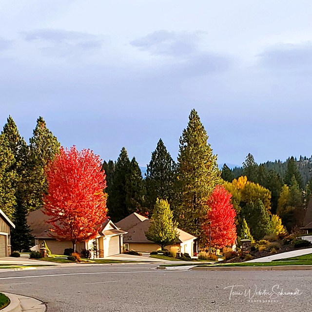 Glowing Auburn leaves