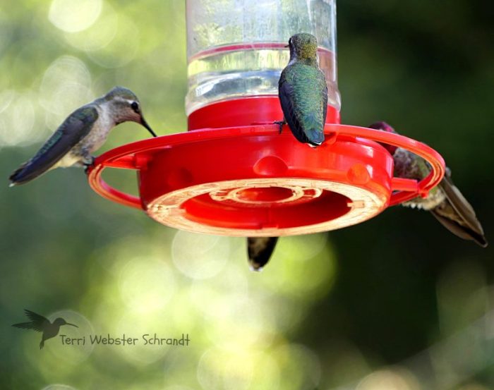 quartet of hummingbirds at a feeder