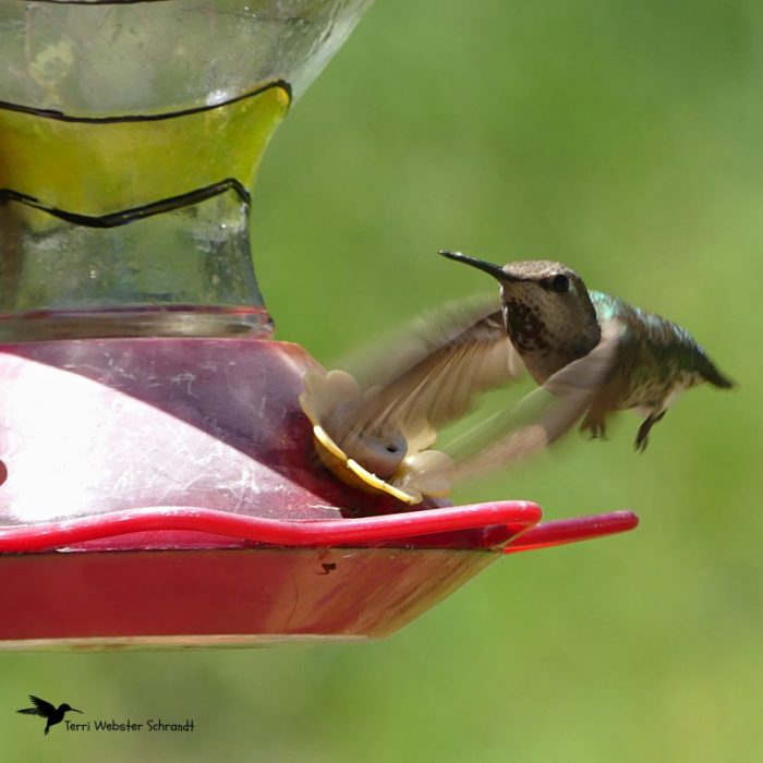 Hummingbird ready to feed