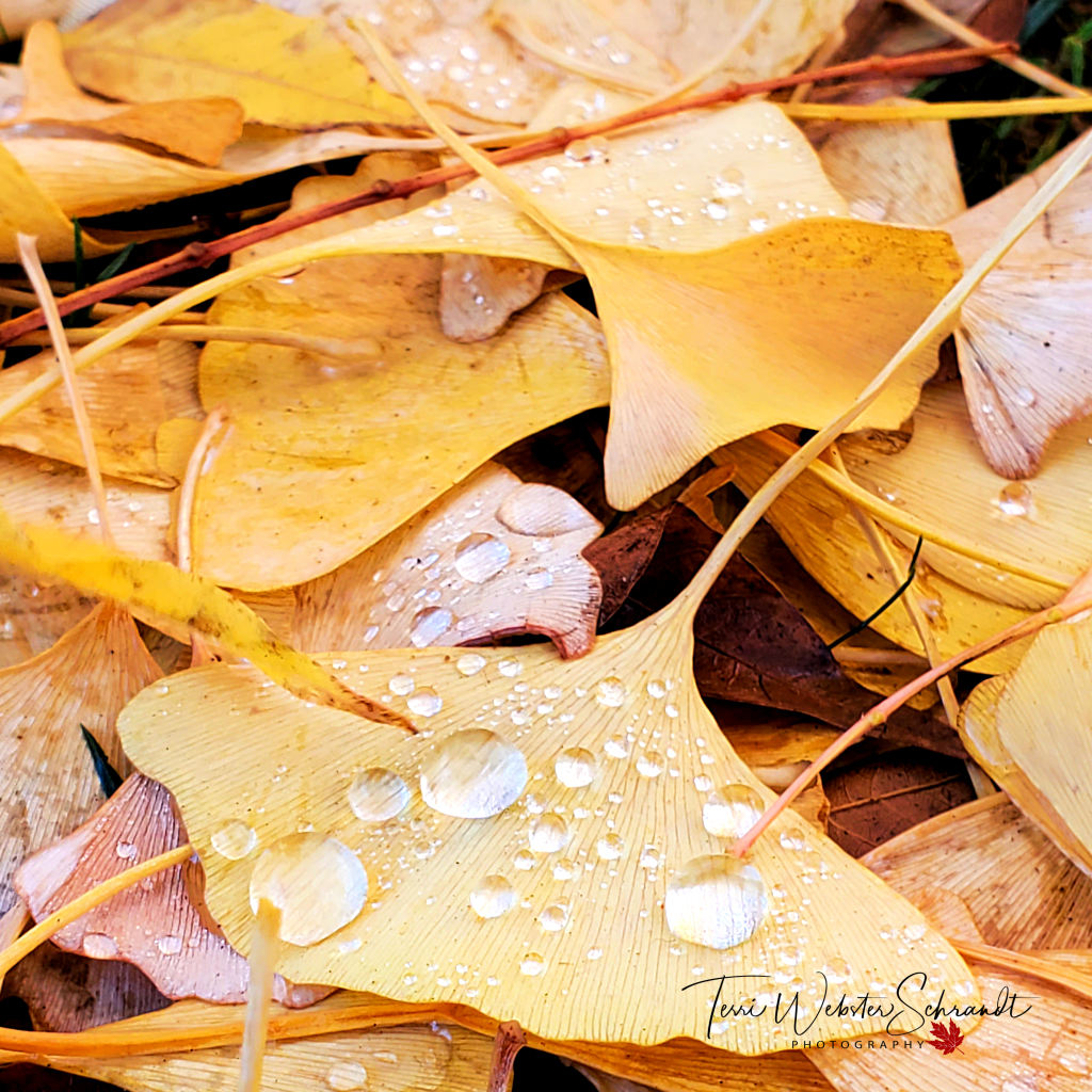 textured leaves on the sidewalk