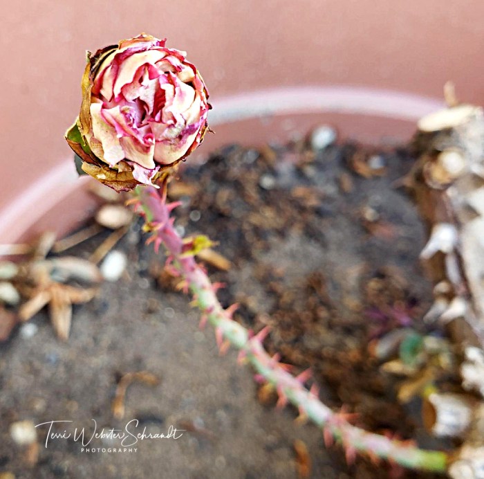 Mom's last rose