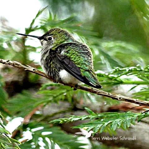 Fluffed up hummingbird