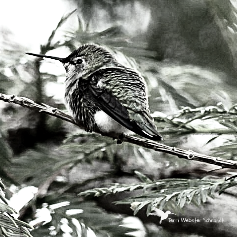 all fluffed up in BW