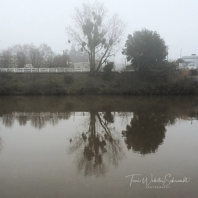 Foggy river reflection