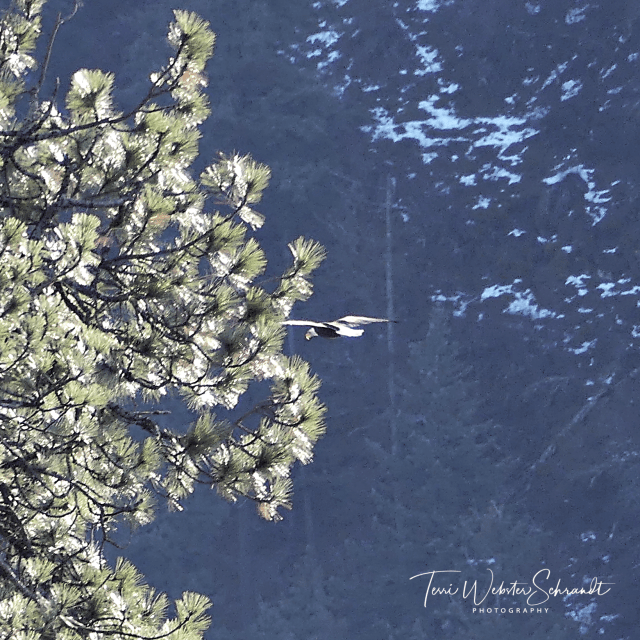 Bald Eagle in flight
