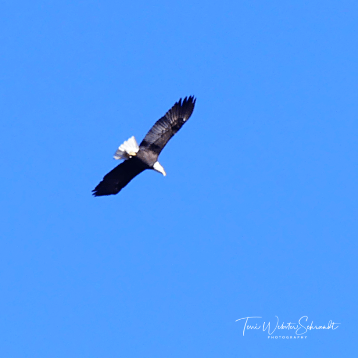Bald Eagle Soars over Lake Couer d' Aline