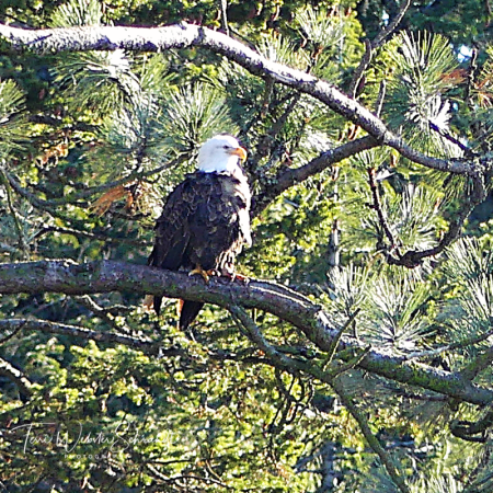 Bald Eagle in the Tree