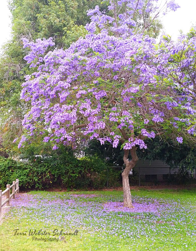 Jacaranda Tree and Petals