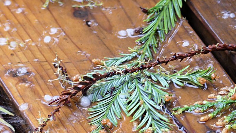 Fallen debris from spring storm