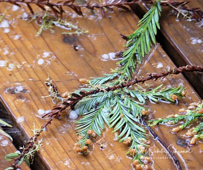 Fallen debris from spring storm