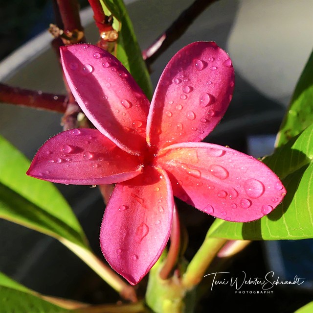 Rosy pink plumeria