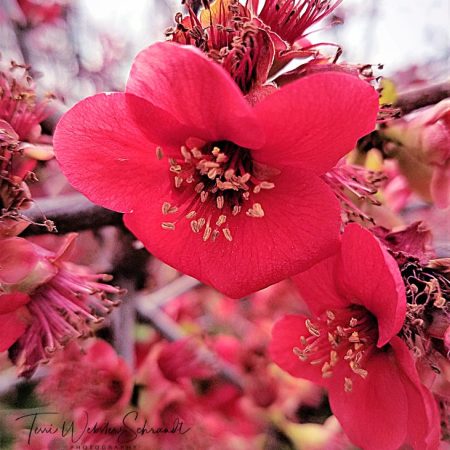 Rosy Quince blossom