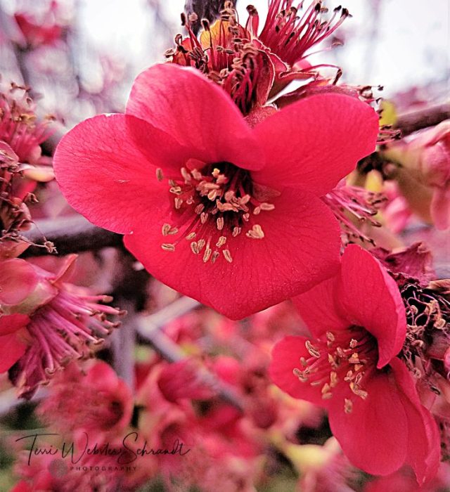 Rosy Quince blossom