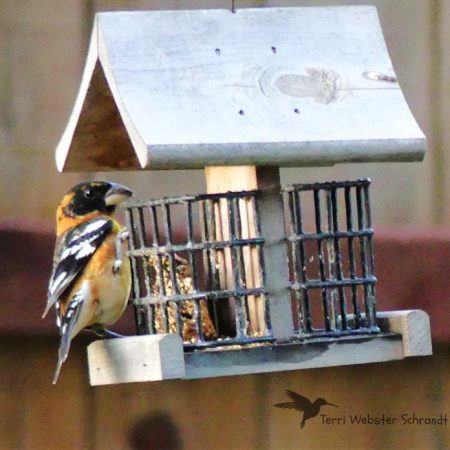 Grosbeak Feeder