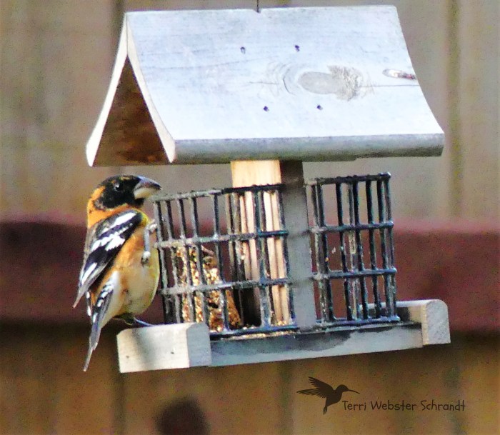 Grosbeak Feeder