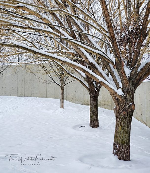 Bare White Winter Trees