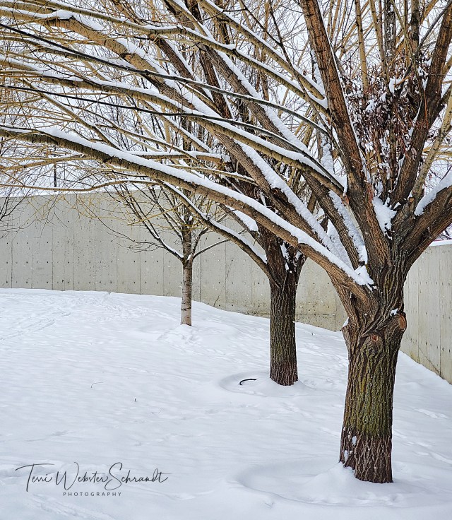 Bare White Winter Trees