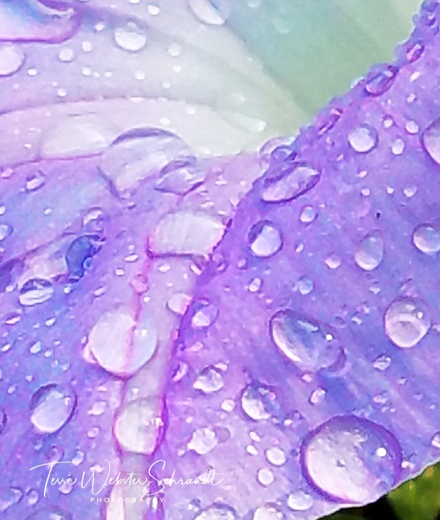 drops morning glory