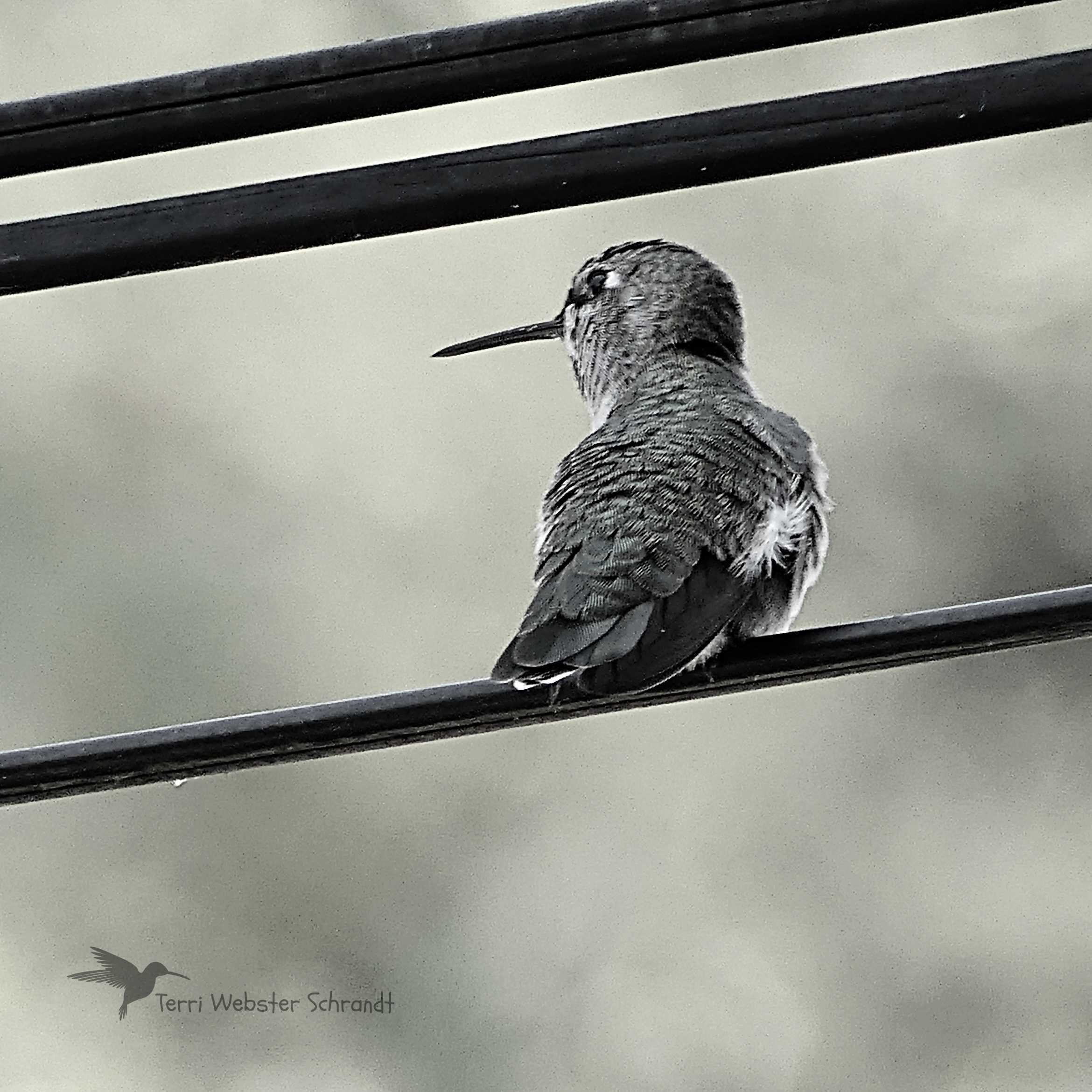 Hummer shades of gray