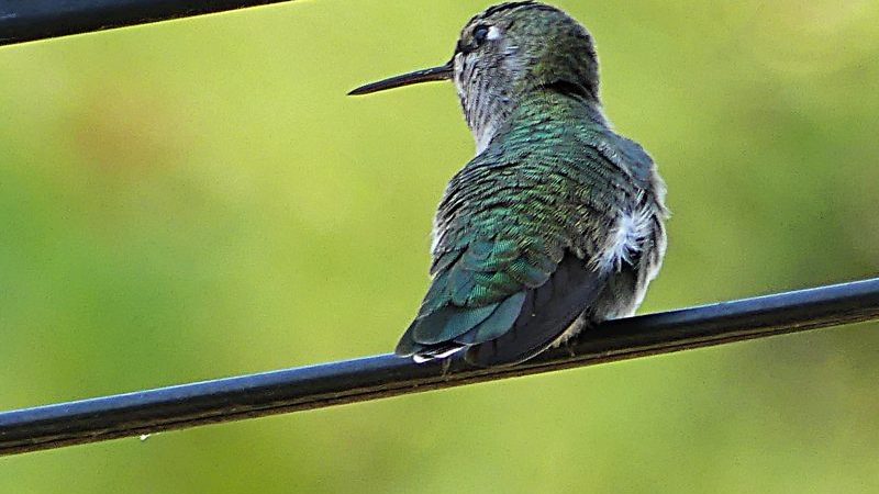 hummer on wire_spring green